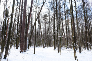 Woods in winter with snow in the park of Moscow
