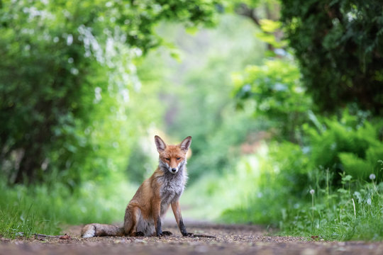 Junger Fuchs auf einem kleinen Weg am fr&uuml;hen Morgen