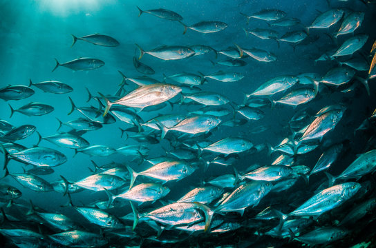 Schooling silver fish swimming in clear blue ocean