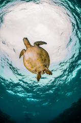 Green Sea Turtle Swimming Freely  in Clear Blue Ocean