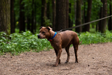 Adorable red dog walks outdoor at summer
