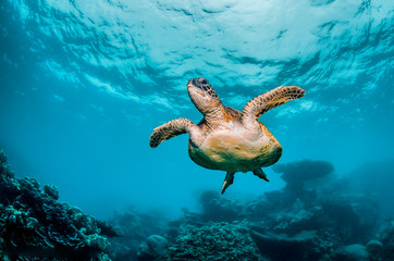 Green Sea Turtle Swimming Freely  in Clear Blue Ocean