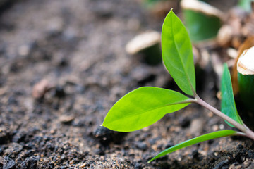 A small green plant sprout lies alone on the ground, an environmental problem of tree felling and nature pollution: earth day