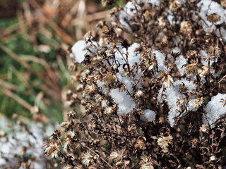 withered flowers covered in glistening snow