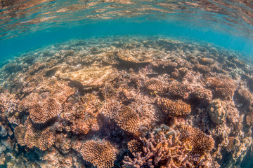 Naklejka na ściany i meble Underwater Image of Colorful Coral Reef in Clear Tropical Water