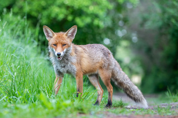 Junger Fuchs auf einem kleinen Weg am frühen Morgen
