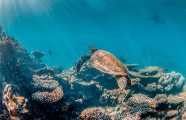 Fototapeta na wymiar Green Sea Turtle Swimming Freely in Clear Blue Ocean