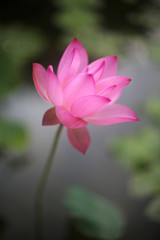 Obraz premium A beautiful pink lotus in the pond is blooming alone