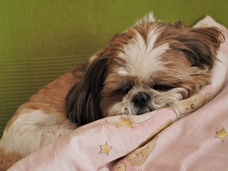 small cute sleeping dog on a pink quilt, shih tzu