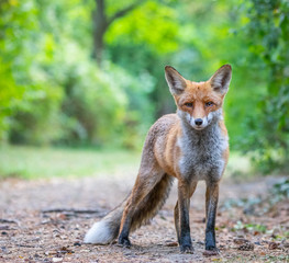 Junger Fuchs auf einem kleinen Weg am frühen Morgen