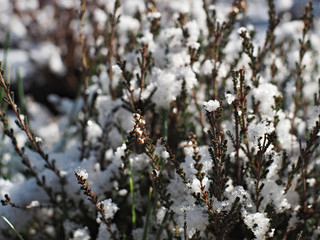 heather covered with shining snow	