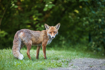 Fototapeta premium Junger Fuchs auf einem kleinen Weg am frühen Morgen