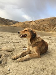 A lonely dog in kyrgyzstan 