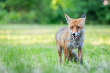 Naklejka premium Junger Fuchs auf einer Wiese am frühen Morgen