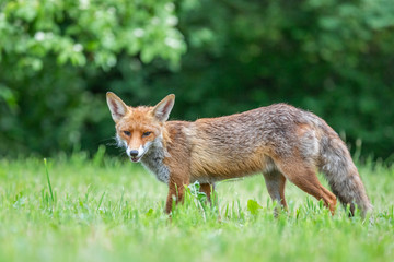 Junger Fuchs auf einer Wiese am frühen Morgen