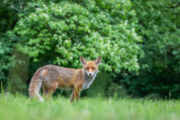 Junger Fuchs auf einer Wiese am frühen Morgen