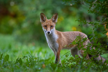 Obraz premium Junger Fuchs auf einer Wiese am frühen Morgen