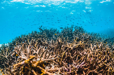 Naklejka na ściany i meble Tropical reef fish swimming among colorful coral reef