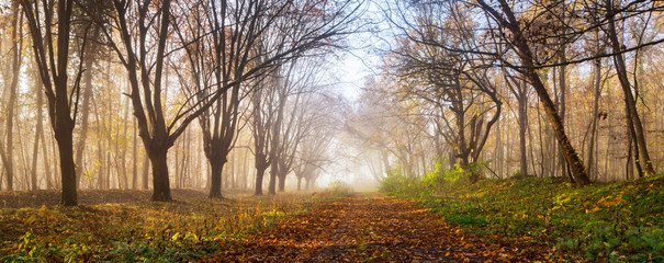 Fototapeta na wymiar Panorama of footpath with fallen leaves through foggy forest in autumn