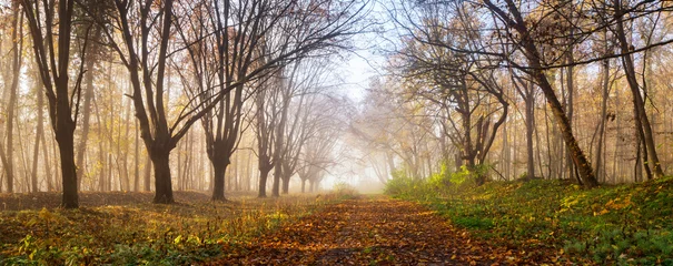Panorama des Fußweges mit abgefallenen Blättern durch nebligen Wald im Herbst © AVTG