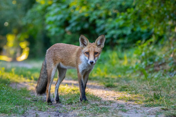 Junger Fuchs auf einem kleinen Weg am frühen Morgen