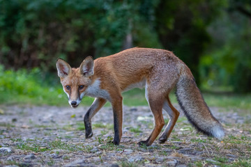 Junger Fuchs auf einem kleinen Weg am frühen Morgen