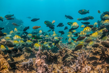Tropical reef fish swimming among colorful coral reef