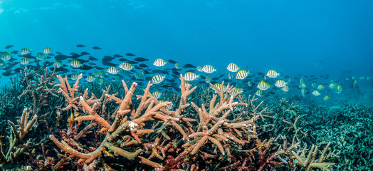 Tropical reef fish swimming among colorful coral reef