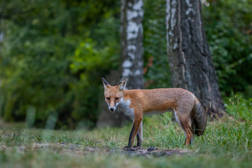 Junger Fuchs auf einem kleinen Weg am frühen Morgen