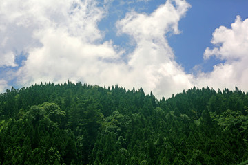 Fototapeta na wymiar Full of dense green trees in the forest under the blue sky and clouds