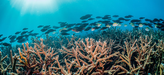 Fototapeta na wymiar Tropical reef fish swimming among colorful coral reef