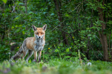 Fuchs auf einer Wiese am frühen Morgen