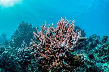 Underwater Image of Colorful Coral Reef in Clear Tropical Water