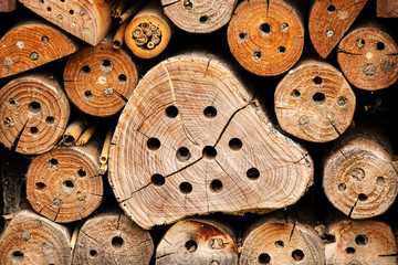 Obraz premium Tree trunks with holes background.