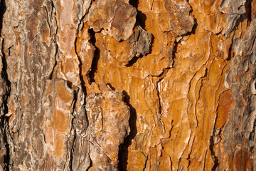 wooden tree bark, background, texture
