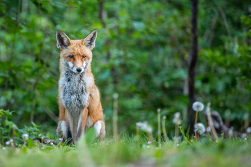 Fuchs auf einer Wiese am frühen Morgen