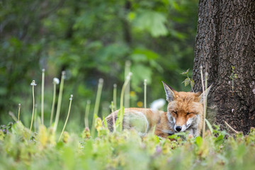 Schlafender Fuchs am frühen Morgen