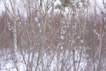 Verba. blossoming buds on the trees