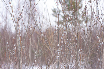 Verba. blossoming buds on the trees