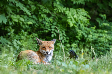 Fuchs und Elster auf einer Wiese