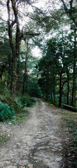 road in the green forest