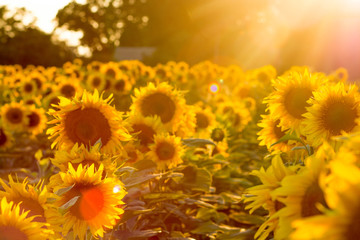 field of blooming sunflowers on a background sunset