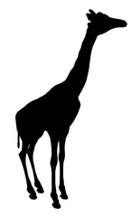 Silhouette einer Giraffe