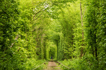 Real natural wonder love tunnel created from trees along the railway Ukraine, Klevan