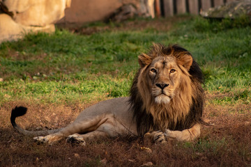 Persian lion resting in the shade. Panthera leo.