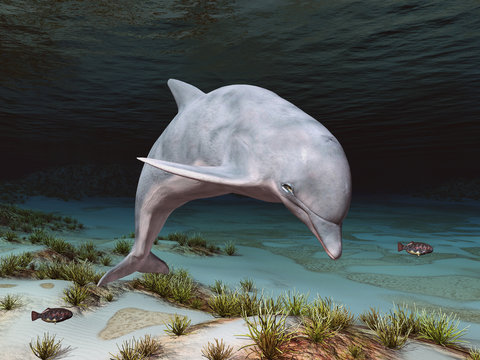 Delfin in einer Unterwasserlandschaft