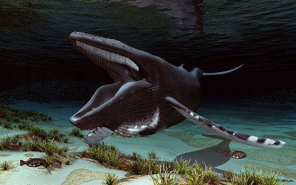 Buckelwal in einer Unterwasserlandschaft