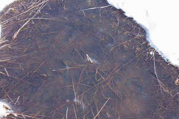 frozen water in puddles on a field in the woods