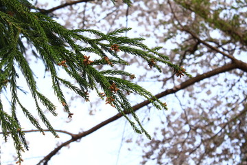 スギの葉と雄花