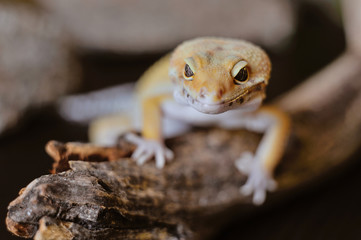 Cute exotic pet reptile gecko Leopard Gecko-eublepharis in selective focus. Artificial lighting.